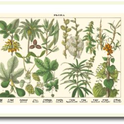 Nature poster 50x70cm in frame