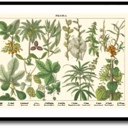 Nature poster 50x70cm in frame