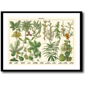 Natur plakat 50x70cm i ramme