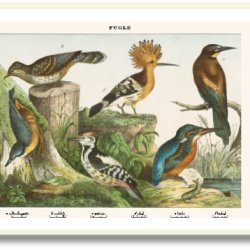 Natur plakat 50x70cm i ramme