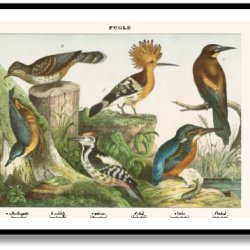 Natur plakat 50x70cm i ramme