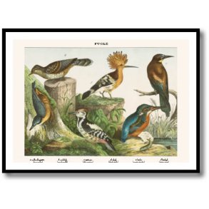 Natur plakat 50x70cm i ramme