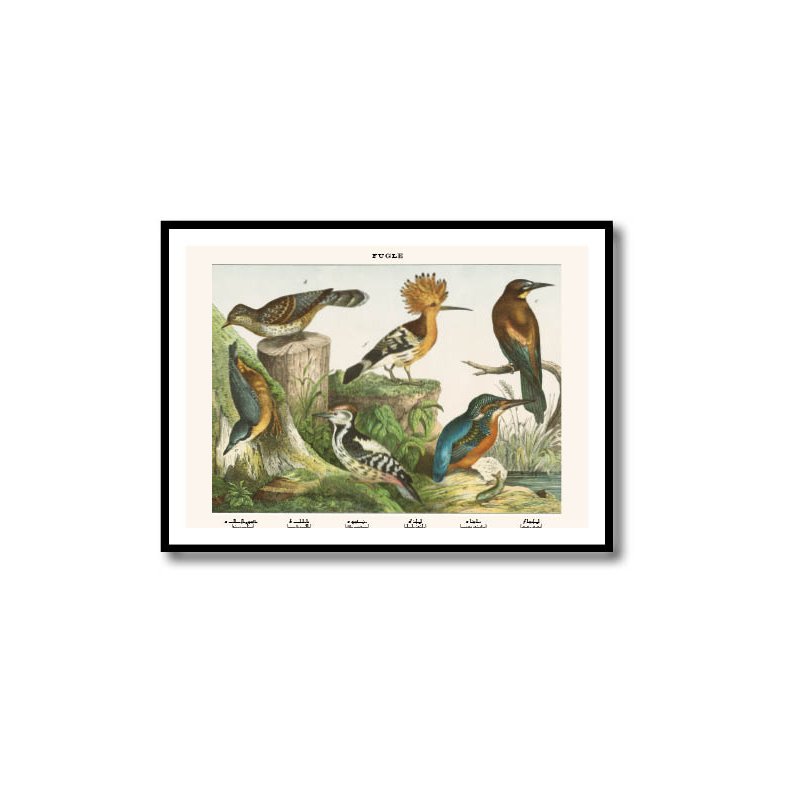 Natur plakat 50x70cm i ramme